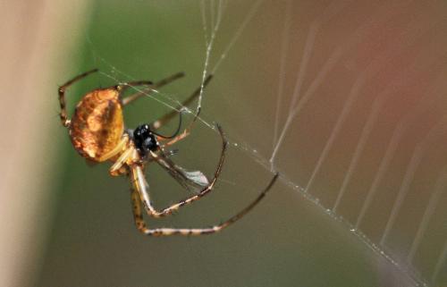 Metellina sp.